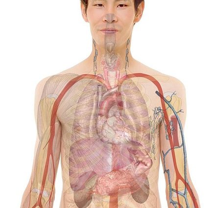 Особливості регіональної і глобальної систолічної  та діастолічної функції лівого шлуночка у хворих на ішемічну хворобу серця за даними  стресової ех