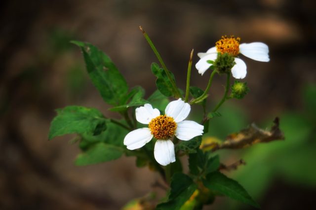 Еколого-економічна оцінка можливостей відпрацювання залишкових запасів вугілля малими шахтами (реферат)