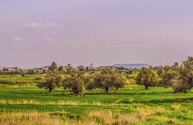 Проблеми державного регулювання економічно-безпечного розвитку агропромислового виробництва (реферат)
