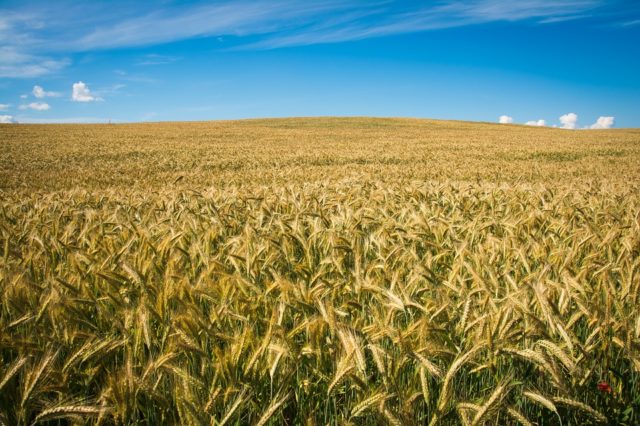 Інформаційно-консультаційні послуги в сільському господарстві: досвід країн з розвиненою економікою (реферат)