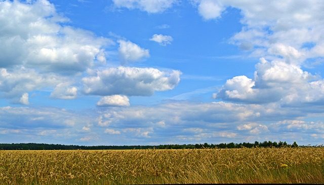 Методологічні основи державного регулювання аграрного сектора економіки (реферат)