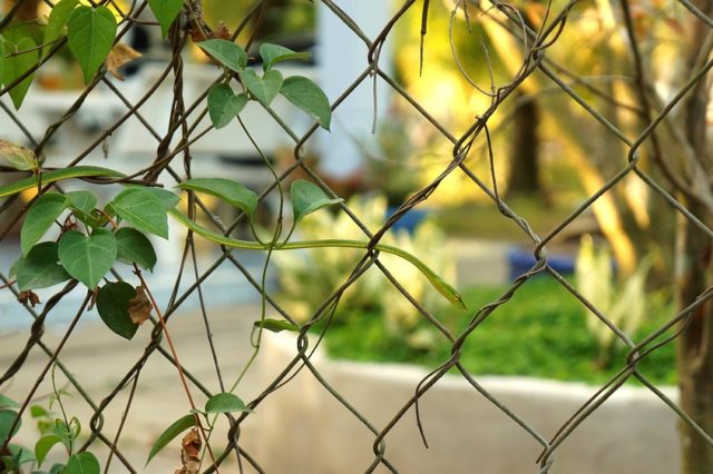 Освітня політика як орієнтир людського розвитку України (реферат)