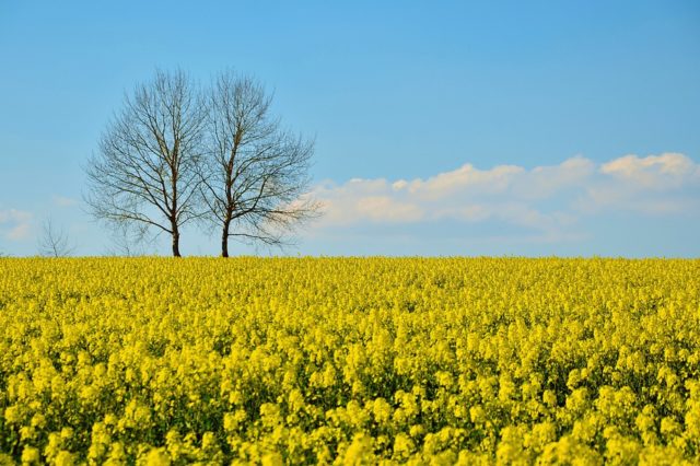 Система управління агропромисловим виробництвом у процесі формування регіональної політики (реферат)