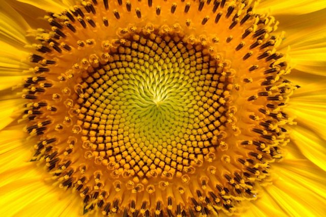 Конспект урока по биологии (7 класс): Общая характеристика покрытосеменных и их классификация (реферат)