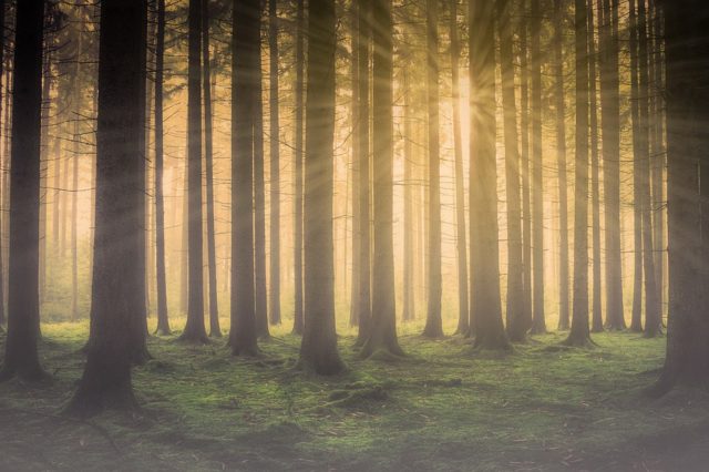 Методологічні особливості удосконалення стратегічного управління лісовим сектором (реферат)