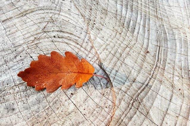 Защитно-декоративная отделка изделий из древесины (реферат)