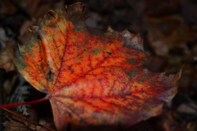 Патриотизм &ndash; источник духовных сил воина (реферат)