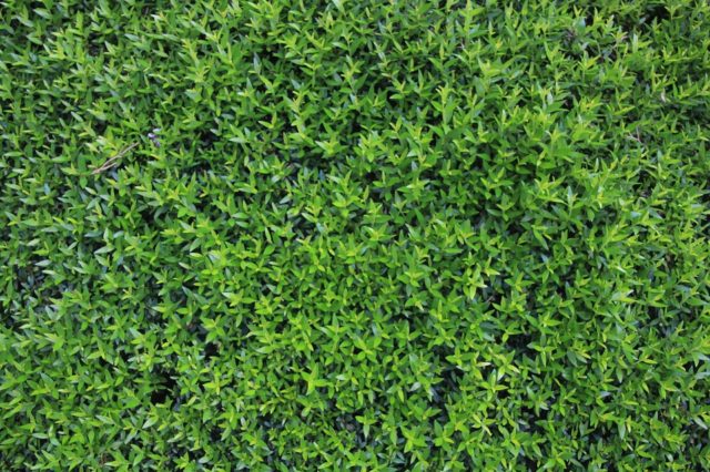 Поняття про напругу тіла в даній точці. Нормальні і дотичні напруження (реферат)