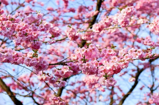 Культура, как предмет социологического исследования (реферат)