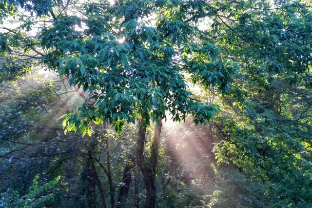 Статично визначені й невизначені ферми (реферат)