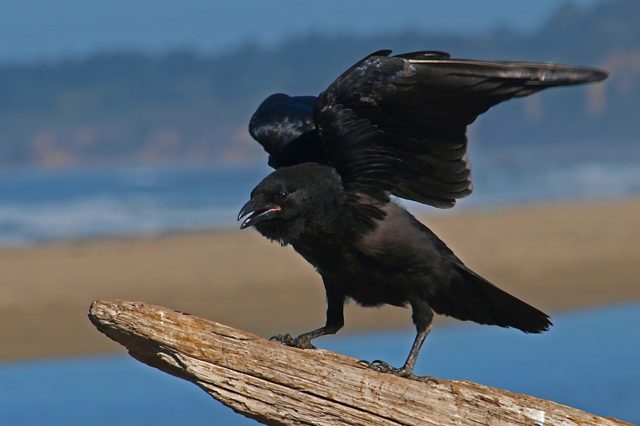 Охорона природи (Вiдкритий  урок  з  природознавства) (урок)