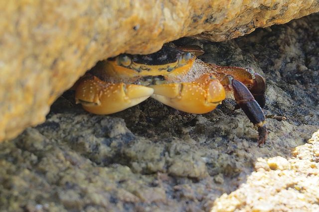 The Commonwealth of Australia (перевод)