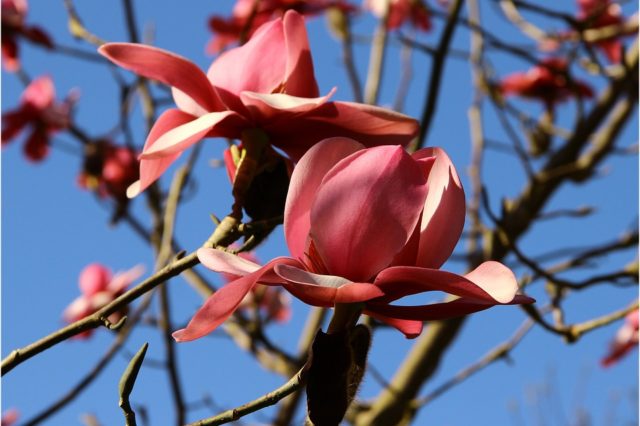 Brest (перевод)