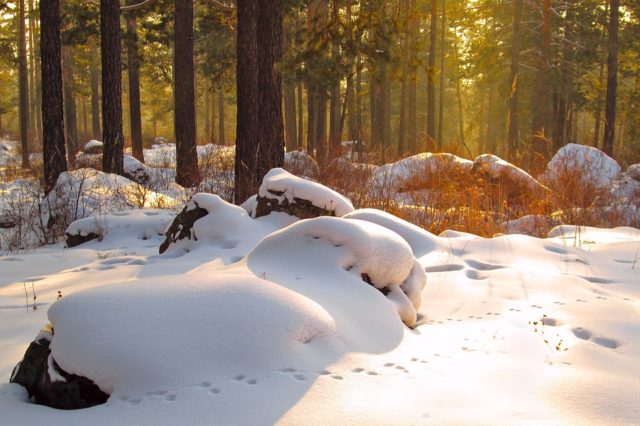 Chita (перевод)