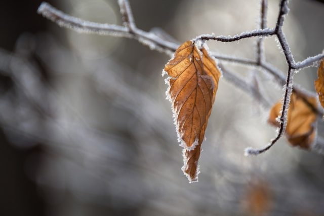 Свята Явдохи, Сорок Святих, свято св. Алексія, Хрести (реферат)