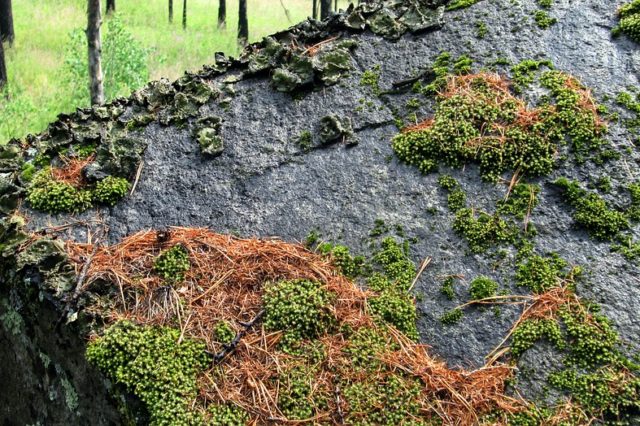 The Decembrists in Zabaikalye (перевод)