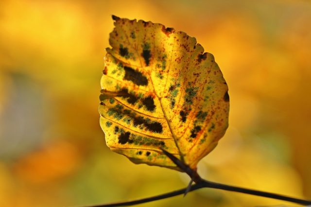 The English year (перевод)