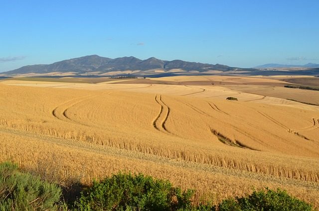 Жнива (реферат)